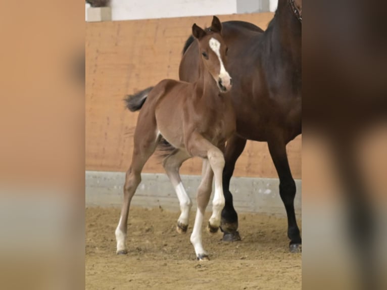 Hanovrien Étalon Poulain (03/2026) 170 cm Bai in Fritzlar