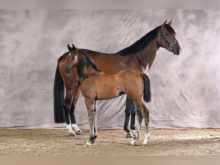 Hanovrien Étalon Poulain (05/2026) 170 cm Bai in Weyhe