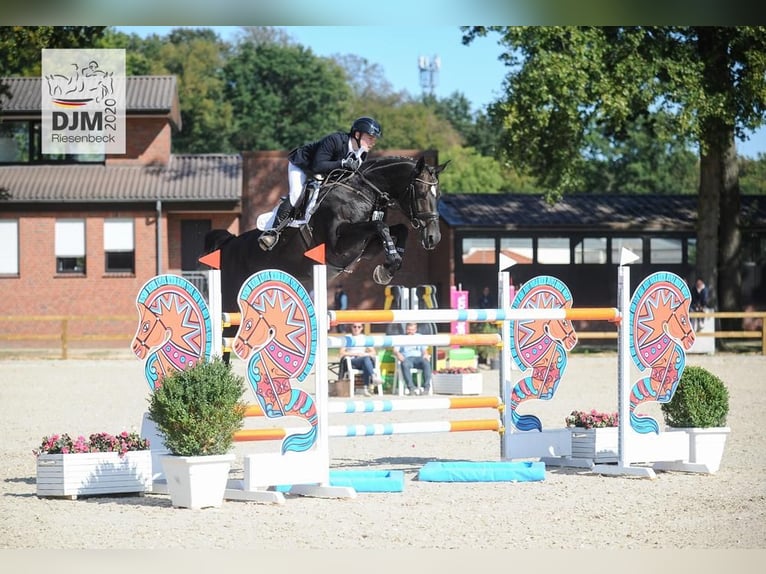 Hanovrien Étalon Poulain (04/2026) 170 cm Bai in Wagenfeld
