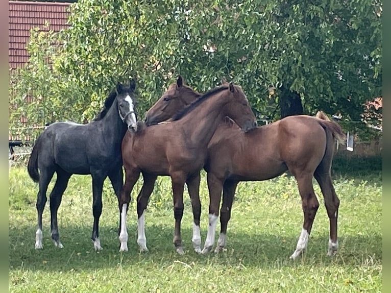 Hanovrien Étalon Poulain (04/2025) 170 cm Gris in Lautertal