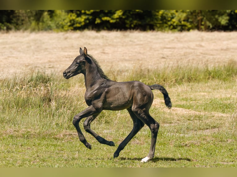 Hanovrien Étalon  170 cm Noir in Rosengarten