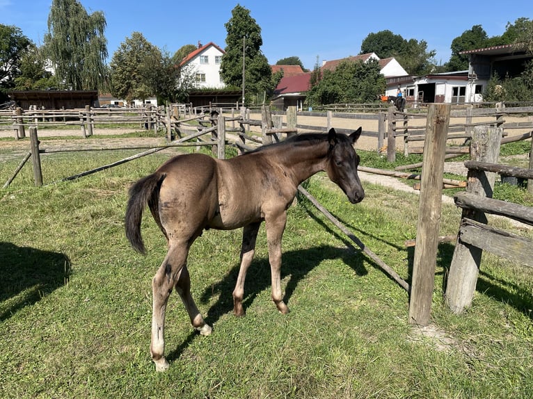 Hanovrien Étalon Poulain (05/2024) 170 cm Noir in Hettenshausen