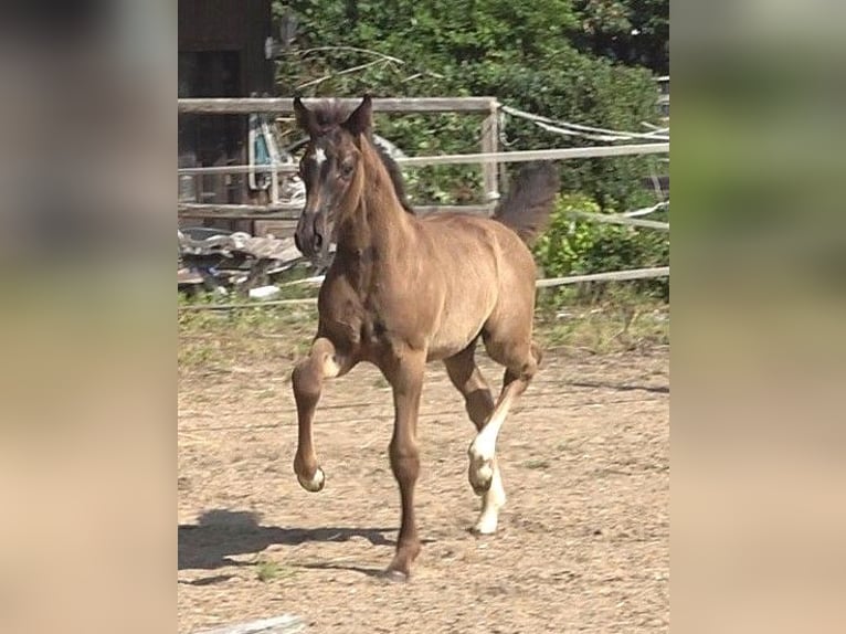 Hanovrien Étalon Poulain (05/2026) 170 cm Noir in Ratekau