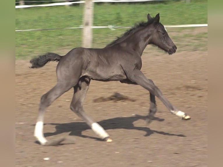 Hanovrien Étalon Poulain (05/2026) 170 cm Noir in Ratekau