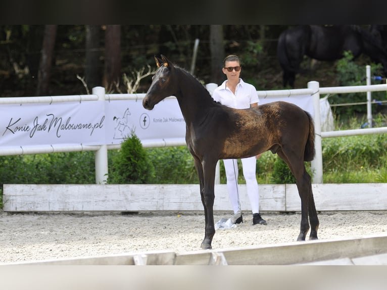 Hanovrien Étalon Poulain (03/2023) 170 cm Noir in Chwarstnica