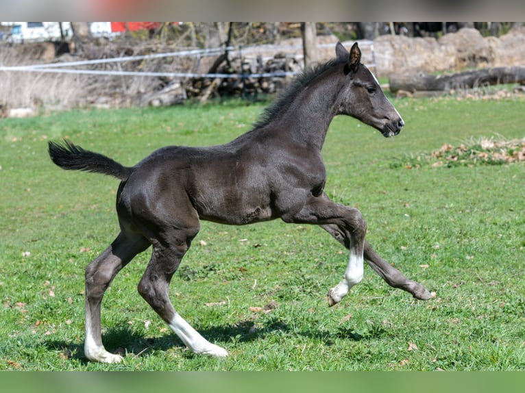 Hanovrien Étalon Poulain (03/2026) 170 cm Noir in Drei Gleichen