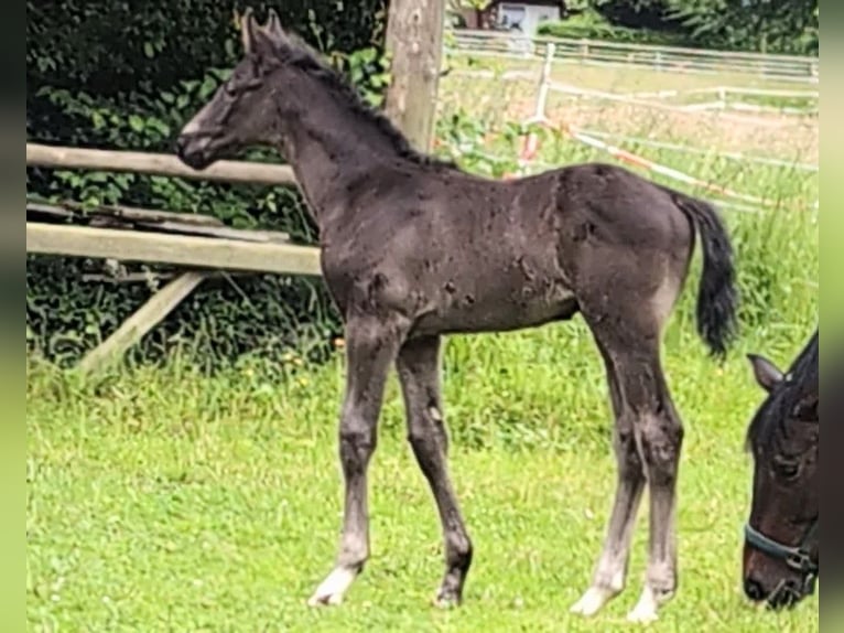 Hanovrien Étalon  170 cm Noir in Rosengarten