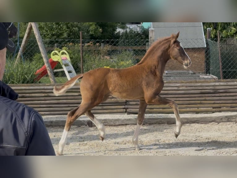 Hanovrien Étalon Poulain (03/2026) 172 cm Alezan brûlé in Velpke