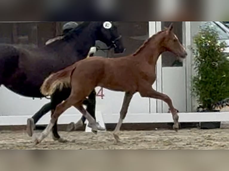 Hanovrien Étalon Poulain (03/2026) 172 cm Alezan brûlé in Velpke