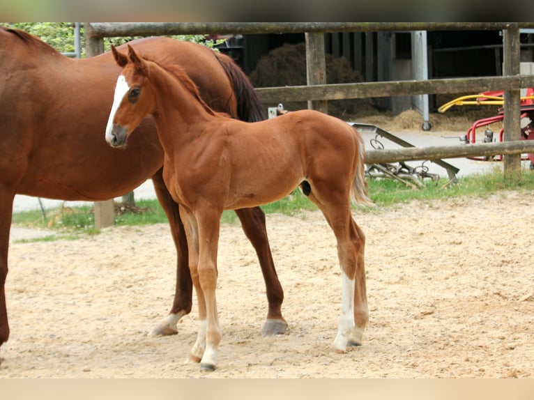 Hanovrien Étalon  172 cm Alezan in Kutenholz