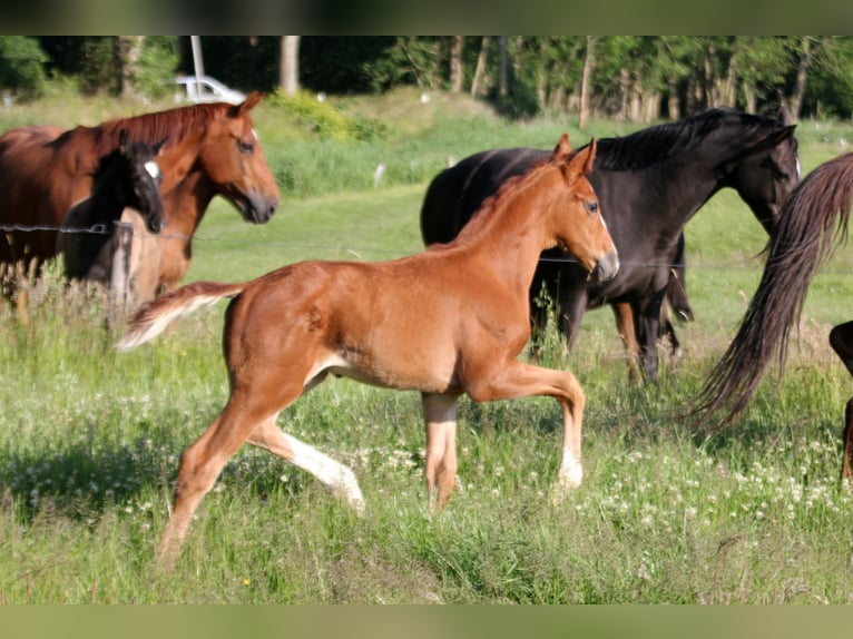Hanovrien Étalon  172 cm Alezan in Kutenholz