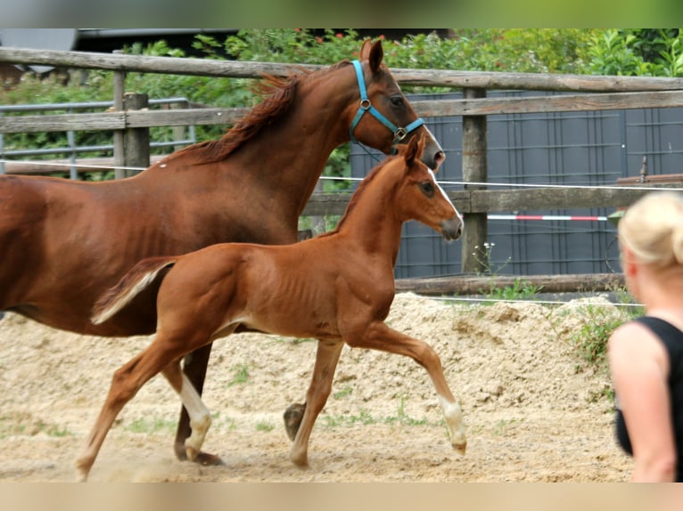 Hanovrien Étalon  172 cm Alezan in Kutenholz