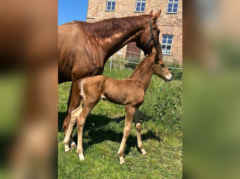 Hanovrien Étalon Poulain (05/2026) 172 cm Alezan in Großörner