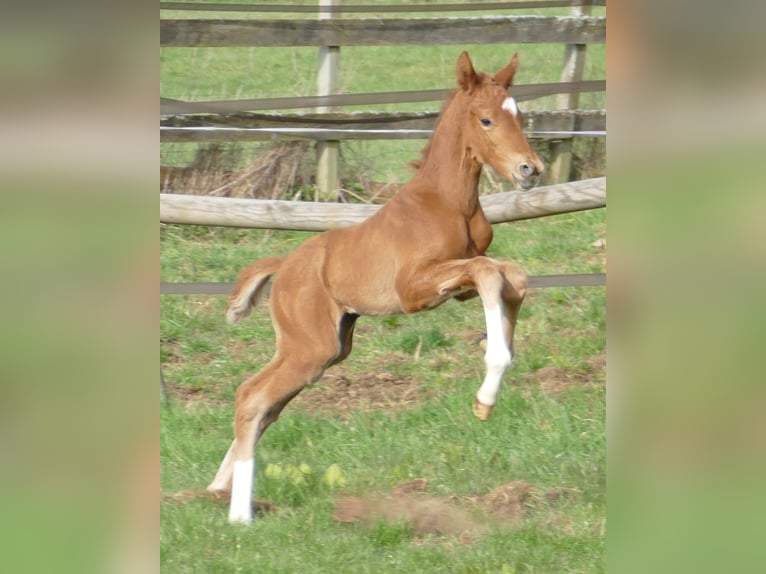 Hanovrien Étalon Poulain (03/2026) 172 cm Alezan in Greifenstein