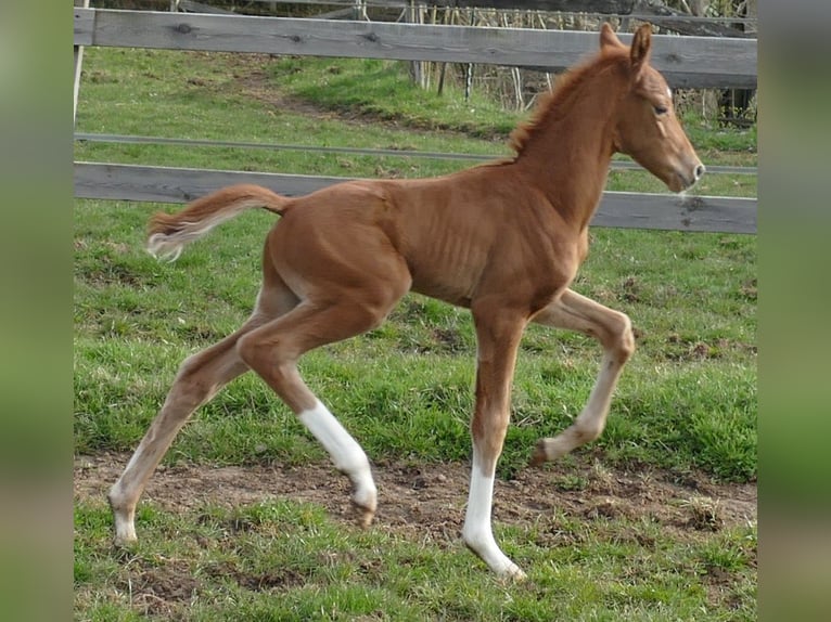 Hanovrien Étalon Poulain (03/2026) 172 cm Alezan in Greifenstein