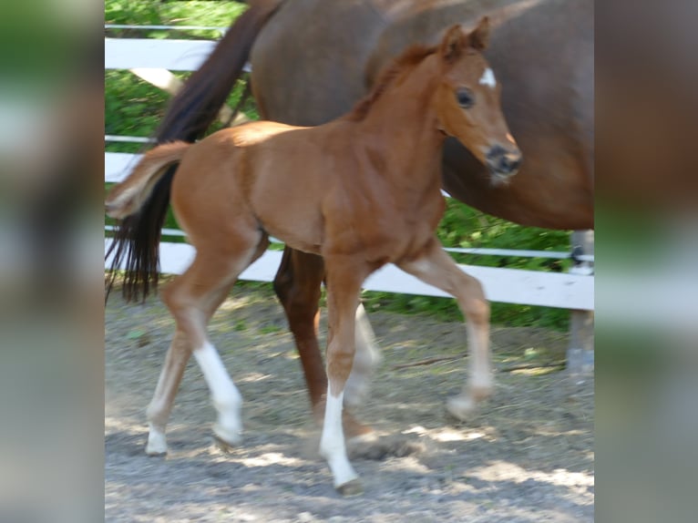 Hanovrien Étalon Poulain (03/2026) 172 cm Alezan in Greifenstein