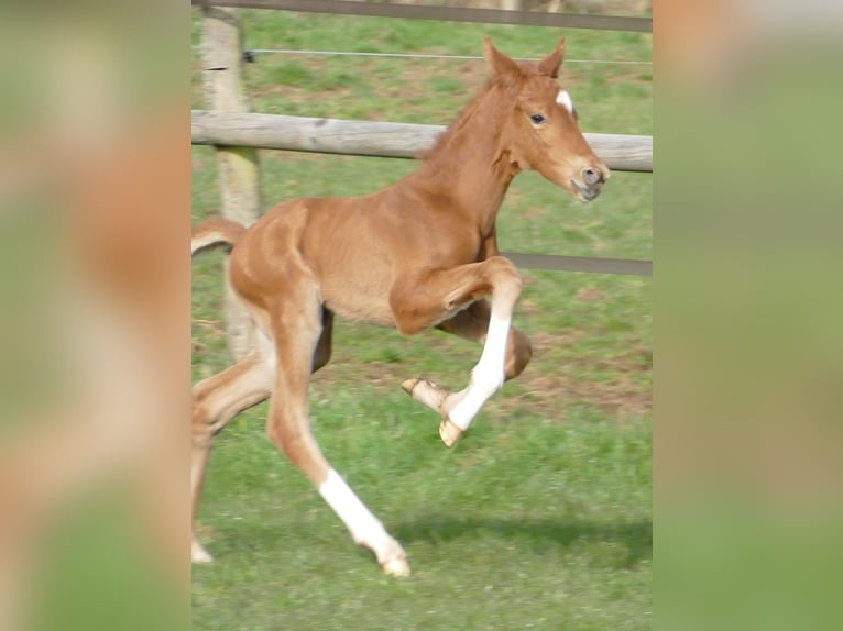 Hanovrien Étalon Poulain (03/2026) 172 cm Alezan in Greifenstein