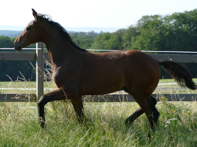 Hanovrien Étalon Poulain (02/2023) 172 cm Bai brun in Greifenstein