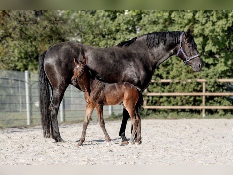 Hanovrien Étalon Poulain (04/2026) 172 cm Bai brun foncé in Königslutter am Elm