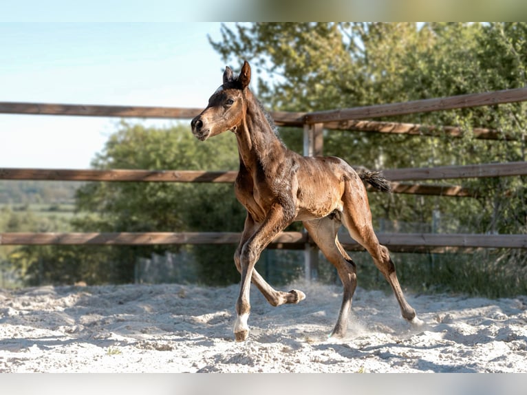 Hanovrien Étalon Poulain (04/2026) 172 cm Bai brun foncé in Königslutter am Elm