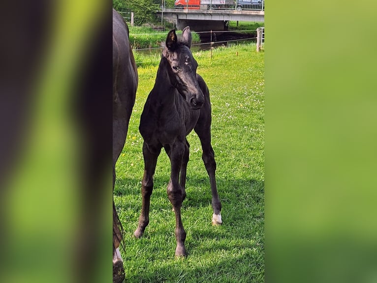 Hanovrien Étalon Poulain (03/2025) 172 cm Bai brun foncé in Nienhagen