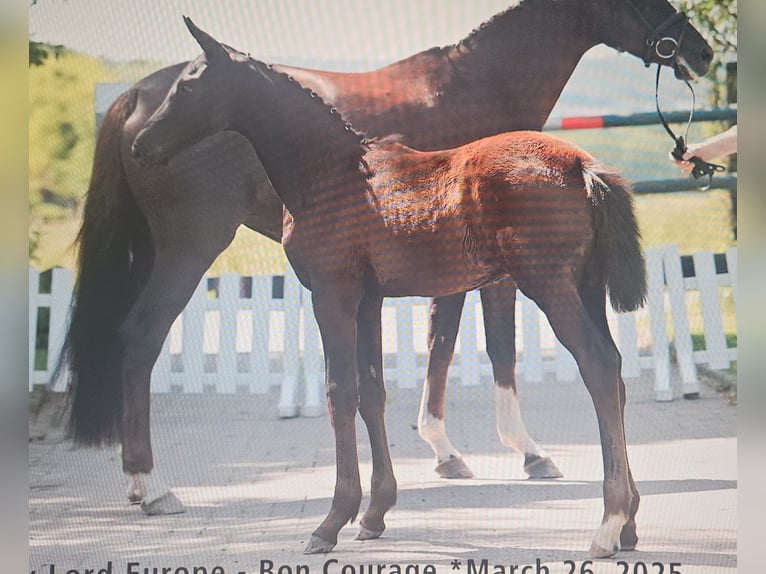 Hanovrien Étalon Poulain (03/2025) 172 cm Bai brun foncé in Nienhagen