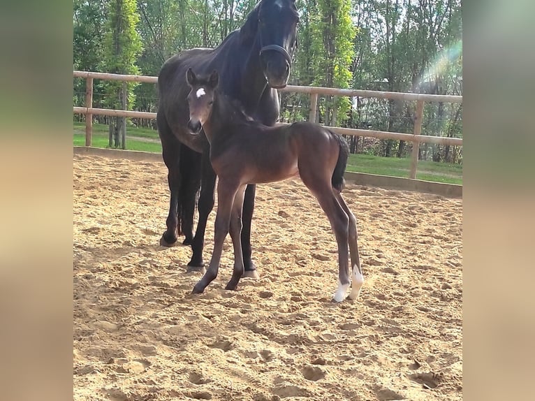 Hanovrien Étalon Poulain (05/2026) 172 cm  in Drochtersen