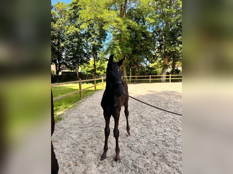 Hanovrien Étalon Poulain (04/2026) 172 cm Noir in Bröckelöckel