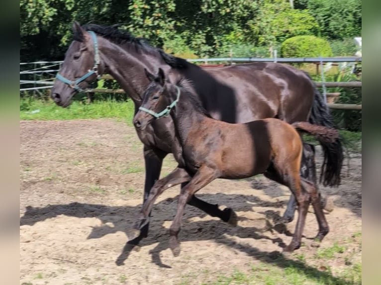 Hanovrien Étalon Poulain (04/2024) 172 cm Noir in Rosengarten