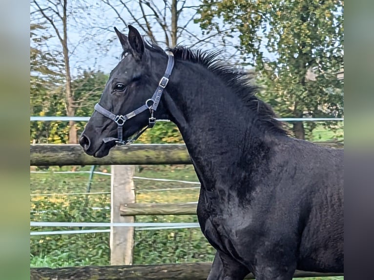 Hanovrien Étalon Poulain (04/2024) 172 cm Noir in Rosengarten