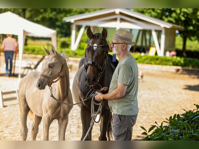 Hanovrien Étalon Poulain (03/2025) 172 cm Palomino in Ahaus