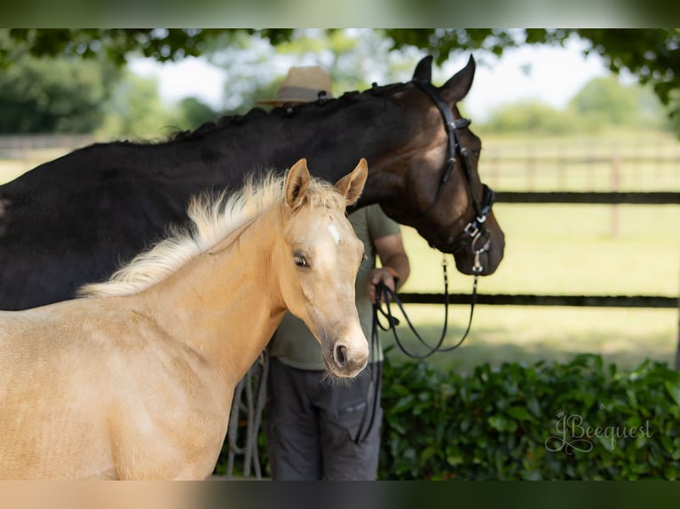 Hanovrien Étalon Poulain (03/2025) 172 cm Palomino in Ahaus