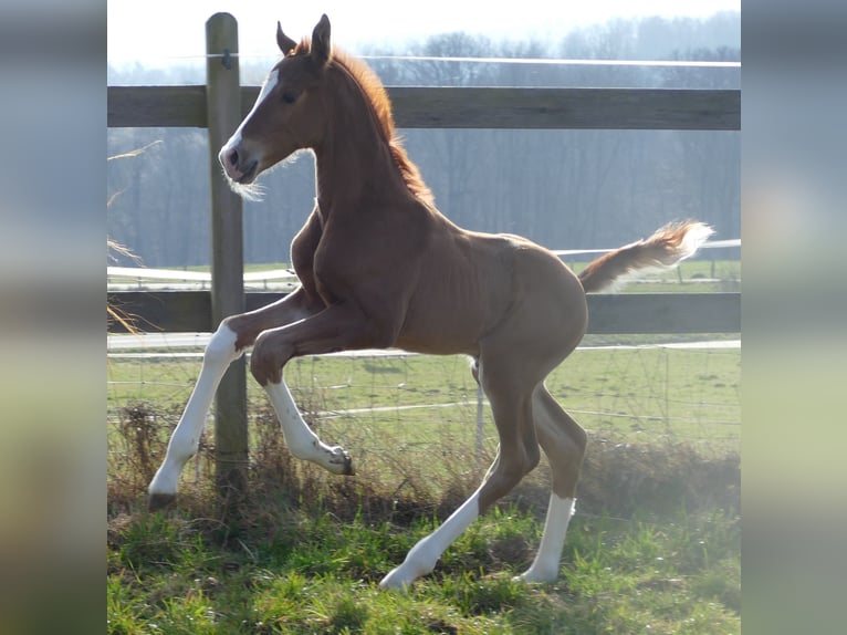 Hanovrien Étalon Poulain (03/2026) 173 cm Alezan in Greifenstein