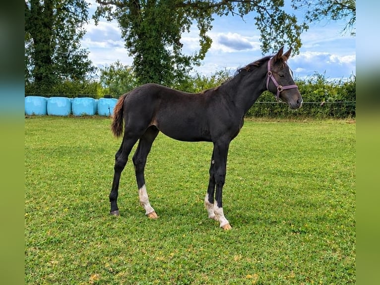 Hanovrien Étalon Poulain (05/2026) 173 cm Bai brun foncé in Schwarmstedt