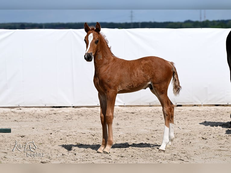 Hanovrien Étalon Poulain (05/2026) 173 cm  in Königslutter am Elm