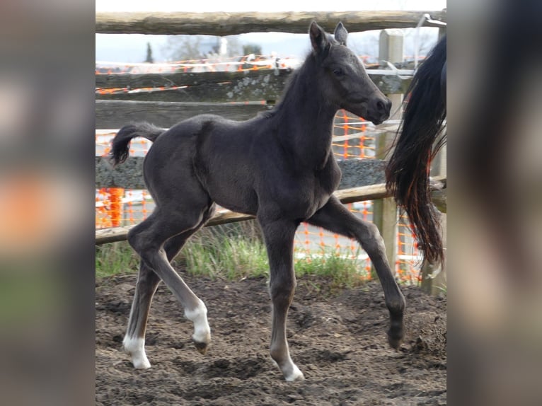 Hanovrien Étalon Poulain (03/2026) 174 cm Noir in Greifenstein