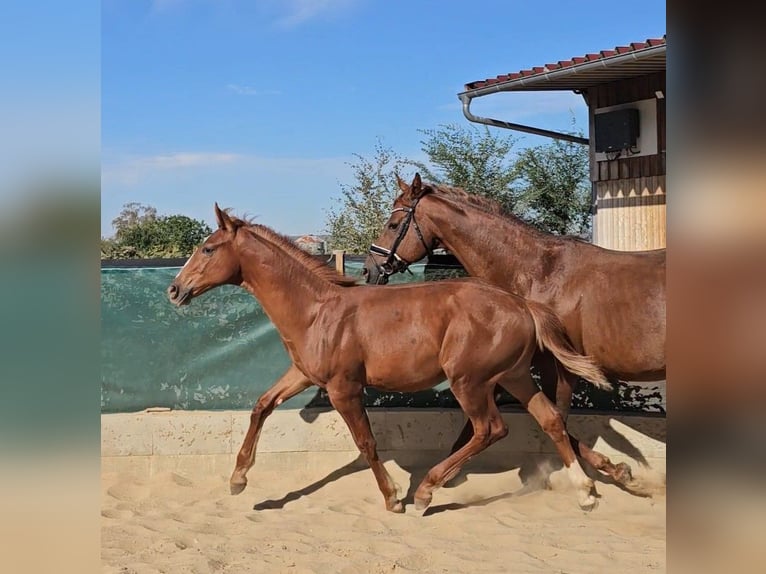 Hanovrien Étalon Poulain (04/2026) 175 cm Alezan brûlé in Jerxheim