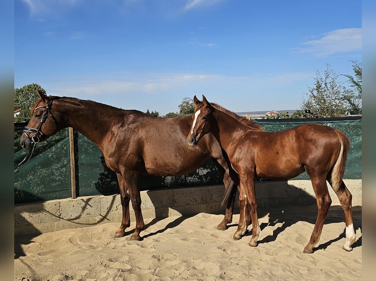 Hanovrien Étalon Poulain (04/2026) 175 cm Alezan brûlé in Jerxheim