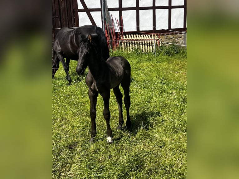 Hanovrien Étalon Poulain (06/2025) 175 cm Noir in Neukirchen