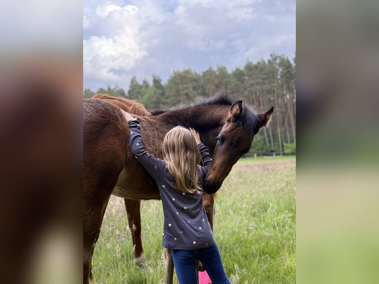 Hanovrien Étalon  180 cm Bai brun foncé in Dahlenburg