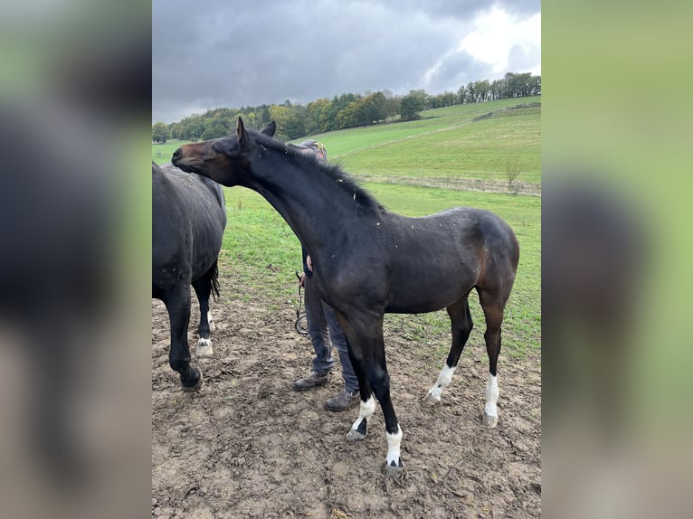 Hanovrien Étalon Poulain (05/2025) 180 cm Bai in Bevern