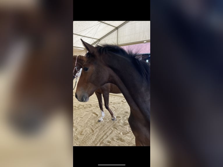 Hanovrien Étalon Poulain (03/2025) 180 cm Bai in Hitzendorf