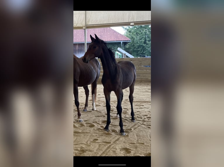 Hanovrien Étalon Poulain (03/2025) 180 cm Bai in Hitzendorf