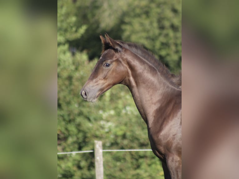 Hanovrien Étalon Poulain (03/2025) Alezan brûlé in Bergisch Gladbach