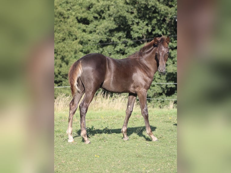 Hanovrien Étalon Poulain (03/2025) Alezan brûlé in Bergisch Gladbach