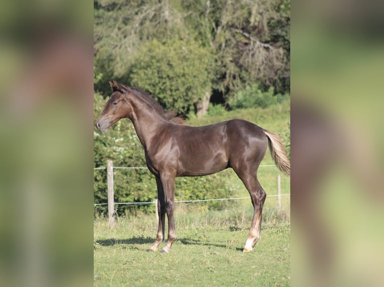 Hanovrien Étalon Poulain (03/2025) Alezan brûlé in Bergisch Gladbach