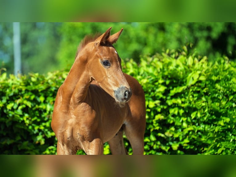 Hanovrien Étalon  Alezan brûlé in Mnchengladbach