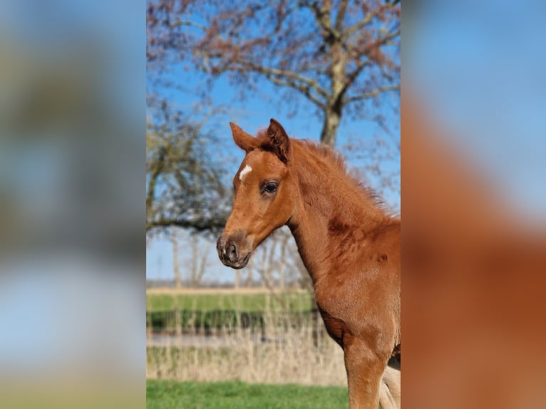 Hanovrien Étalon  Alezan brûlé in Cuxhaven