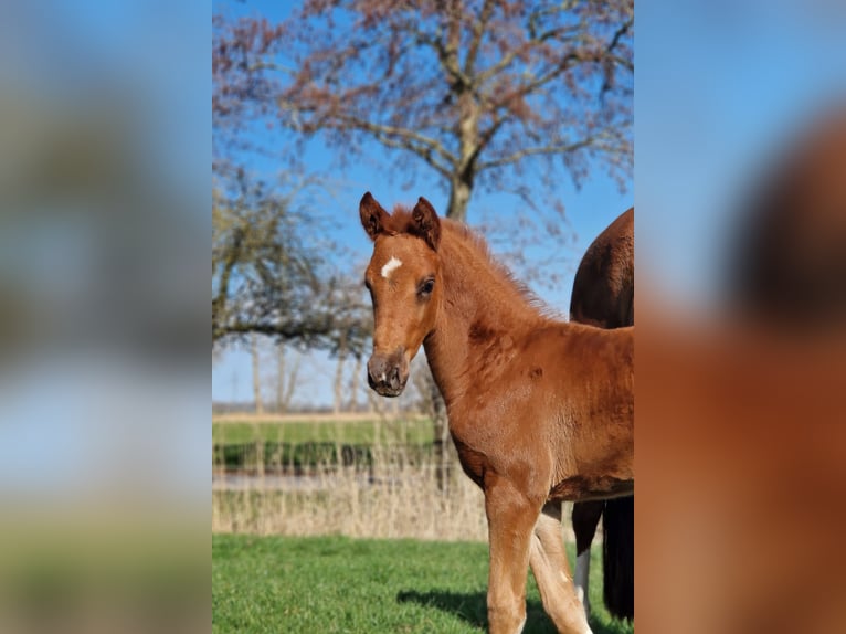 Hanovrien Étalon  Alezan brûlé in Cuxhaven