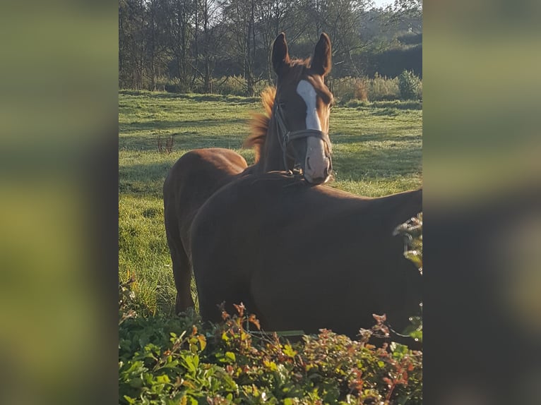 Hanovrien Étalon Poulain (05/2024) Alezan brûlé in Moers